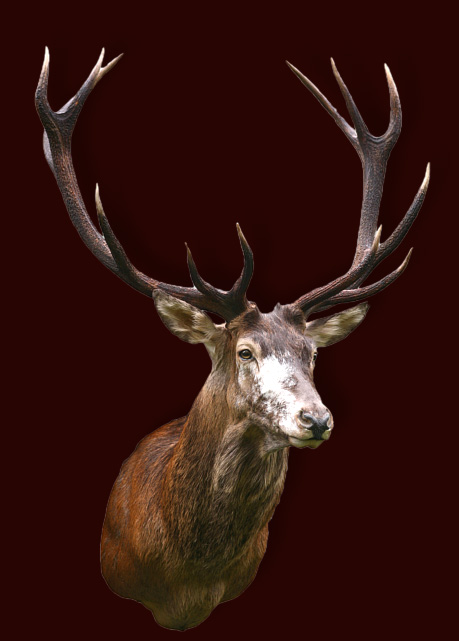 Red deer (1)