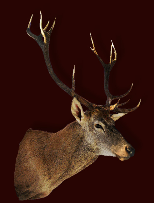 Red deer (2)