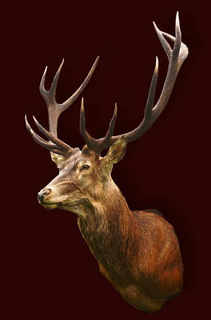 Red deer (3)