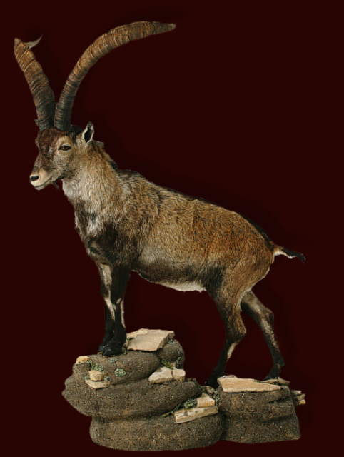 Spain ibex